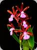 Cattleya bicolor